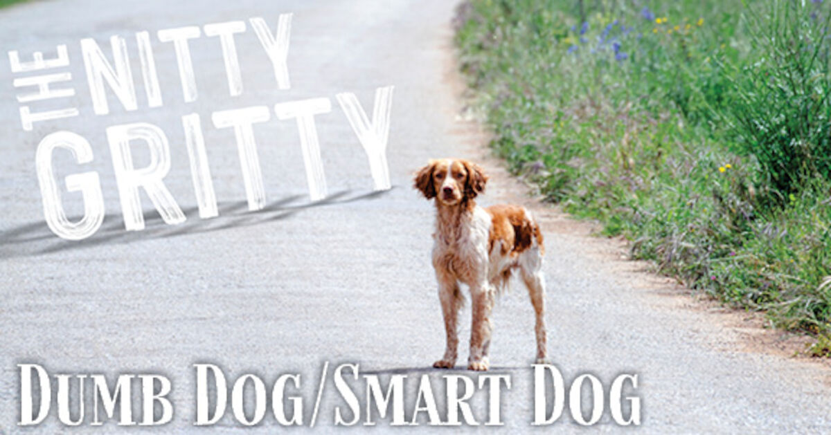 Dumb Dog/Smart Dog - Gebo's