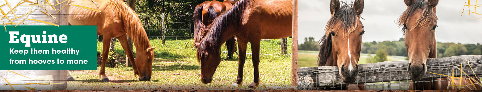 Equine Header