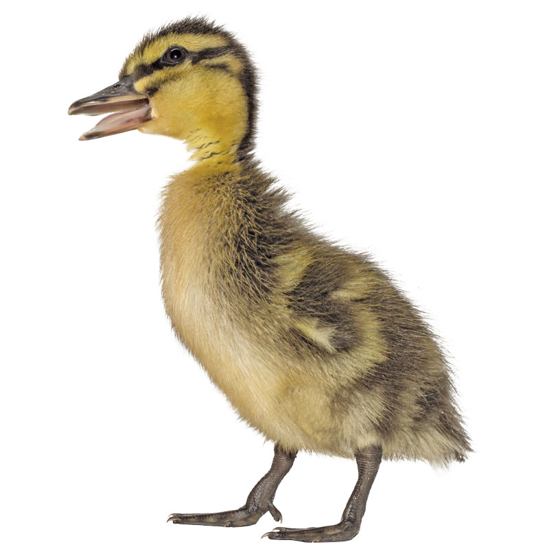 Chicks & Ducklings Available In-Store! - Gebo's
